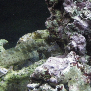 lawnmower_blenny