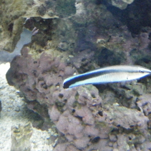 Cleaner Wrasse