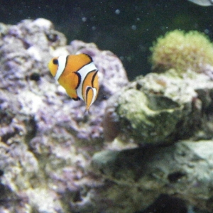 Clown Fish