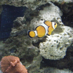 Clownf Fish
