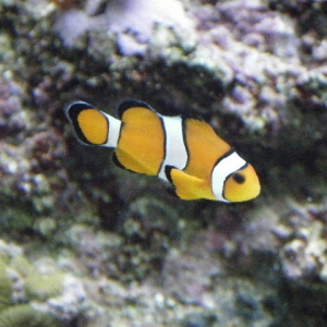 Clown fish