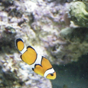 Clown fish