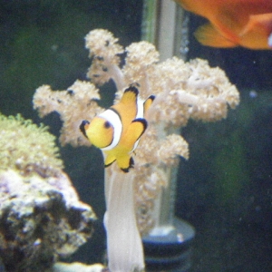 Clown Fish Playing