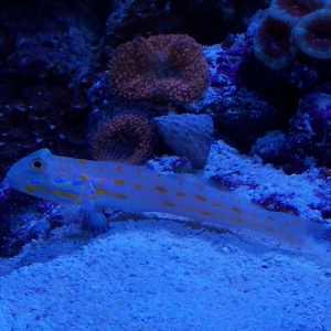 diamond goby.....chillin