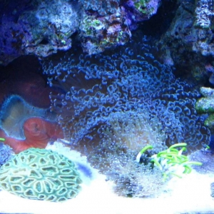 Large Hammer coral