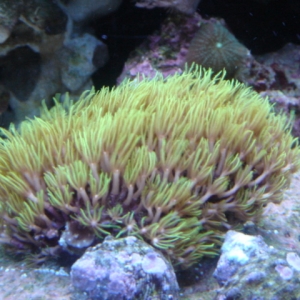 Green star polyps