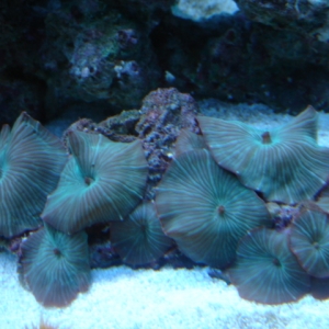 Green striped mushroom colony