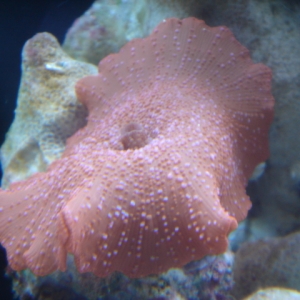 Large Red mushroom