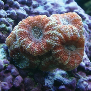 Acan Lord Closeup