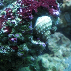Help identify?