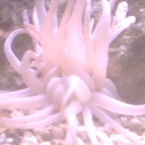 Condylactus  Anemone