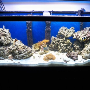 75 Gallon Reef Aquarium