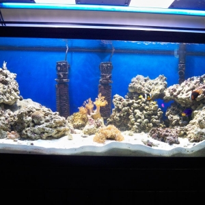 75 Gallon Reef Aquarium