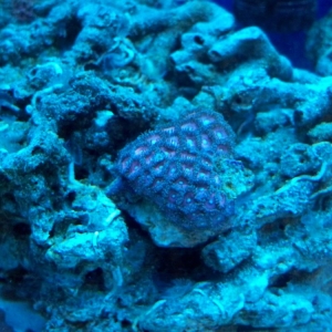 Purple Colony Polyps - Actinic Lighting