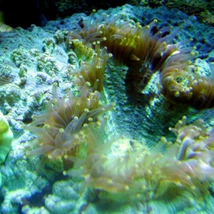 Cynarina Meat Coral