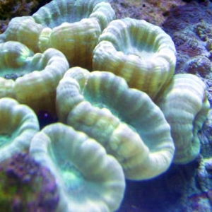 Calaustrea Coral