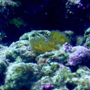 Mystery SPS 2