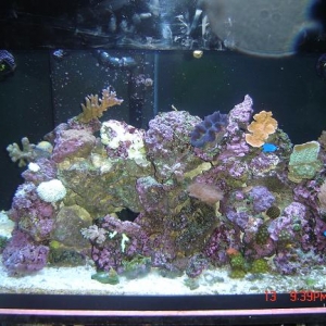 My reef tank