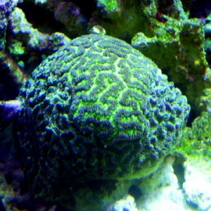Platygyra sp