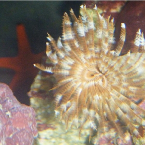 Tube worm and red star