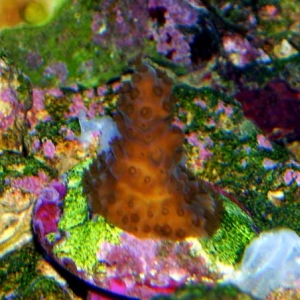 Small Acropora frag