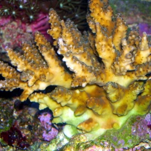 Acropora