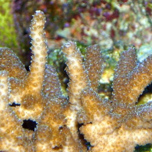 Furry Acropora.