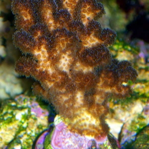 Pocillipora