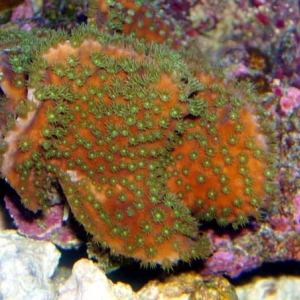 Scroll Coral