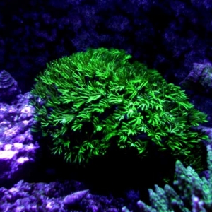 Pipe Organ Coral