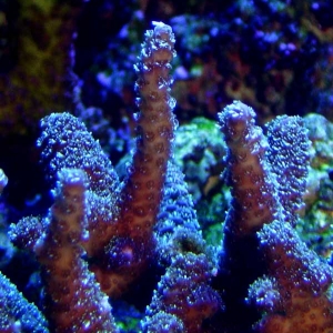 Brown/purple Acropora closeup