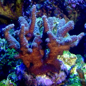 Brown/purple Acropora