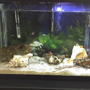 My 20 gallon Tank