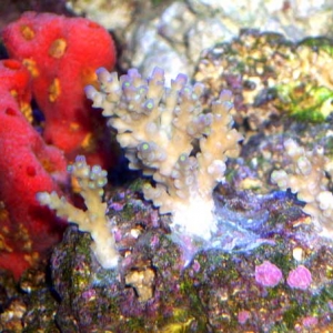 Fragged Purple tip acropora