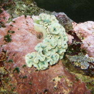 Lettuce Nudibranch