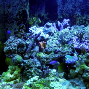 Left 90 Gallon Acrylic Reef
