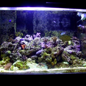 90 Gallon Acrylic Reef