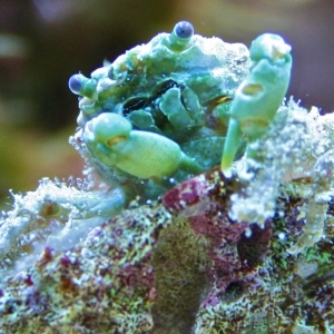 Emerald Crab