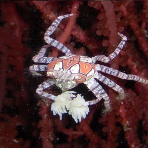 pom pom crab