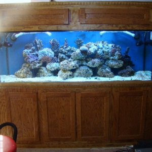 my_fish_tank