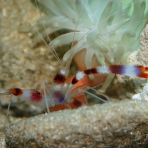 Banded Shrimp on the prowl