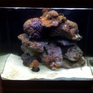 my tank