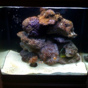 my tank