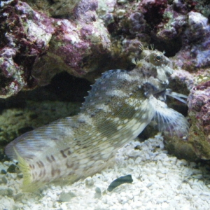 lawnmowerblenny