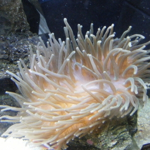 My Anemone