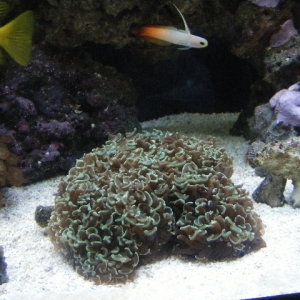 hammercoral