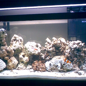 My 30 Gallon Reef tank