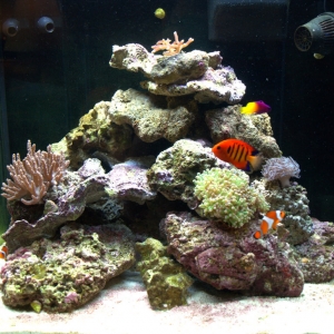 Clint's Red Sea Max Week 4