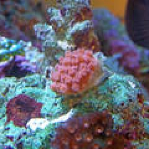 th_Aquarium026_edited