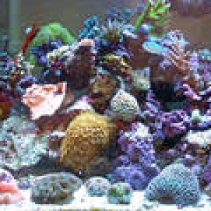 th_Aquarium030_edited